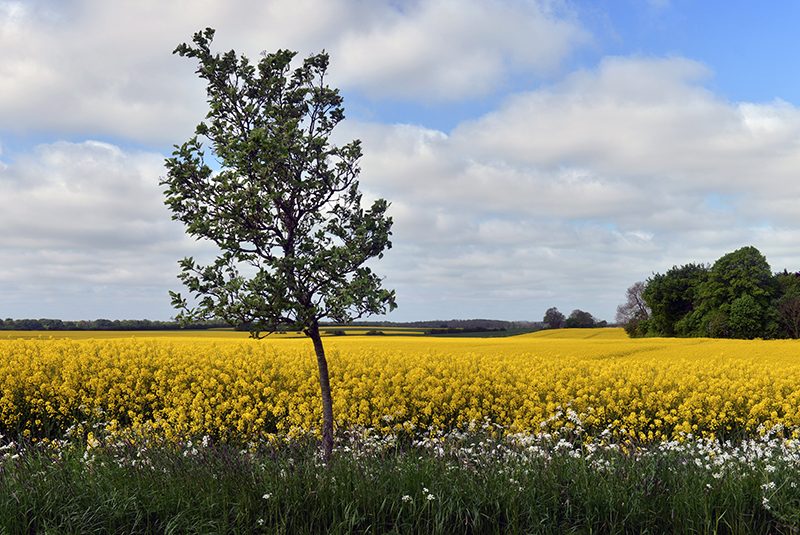 Udsigt over gule raspmarker ved Glesborg