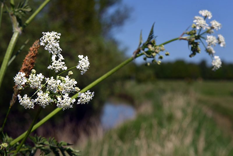 Å og natur ved Gjesing