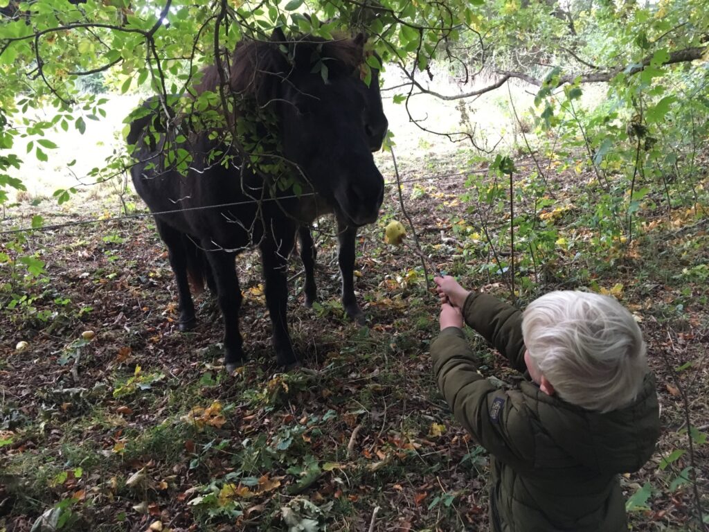 Hest fodres ed æble